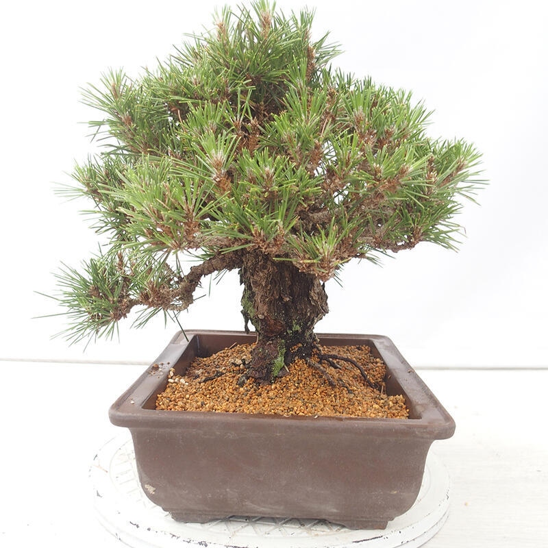 Bonsai ogrodowe - Pinus thunbergii - Sosna Thunberg