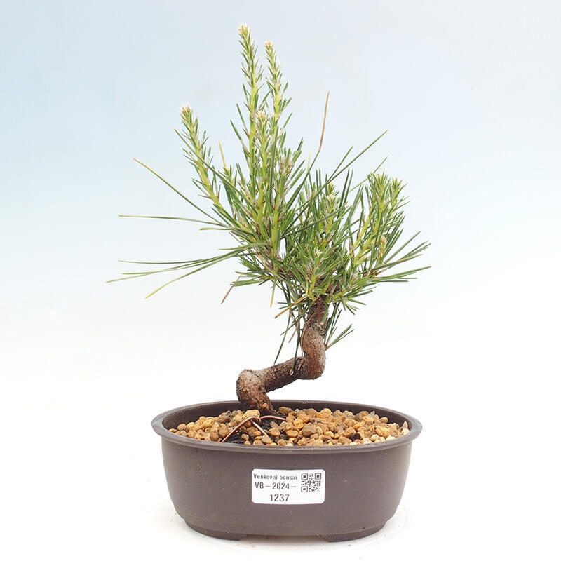 Bonsai ogrodowe - Pinus thunbergii - Sosna Thunbergia