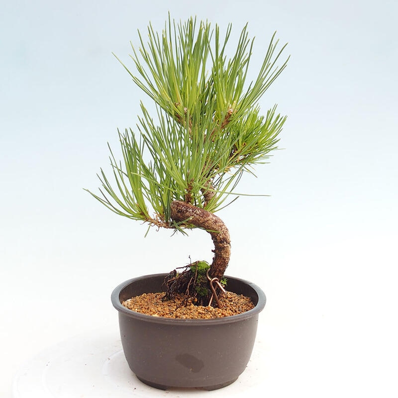 Bonsai ogrodowe - Pinus thunbergii - Sosna Thunbergia