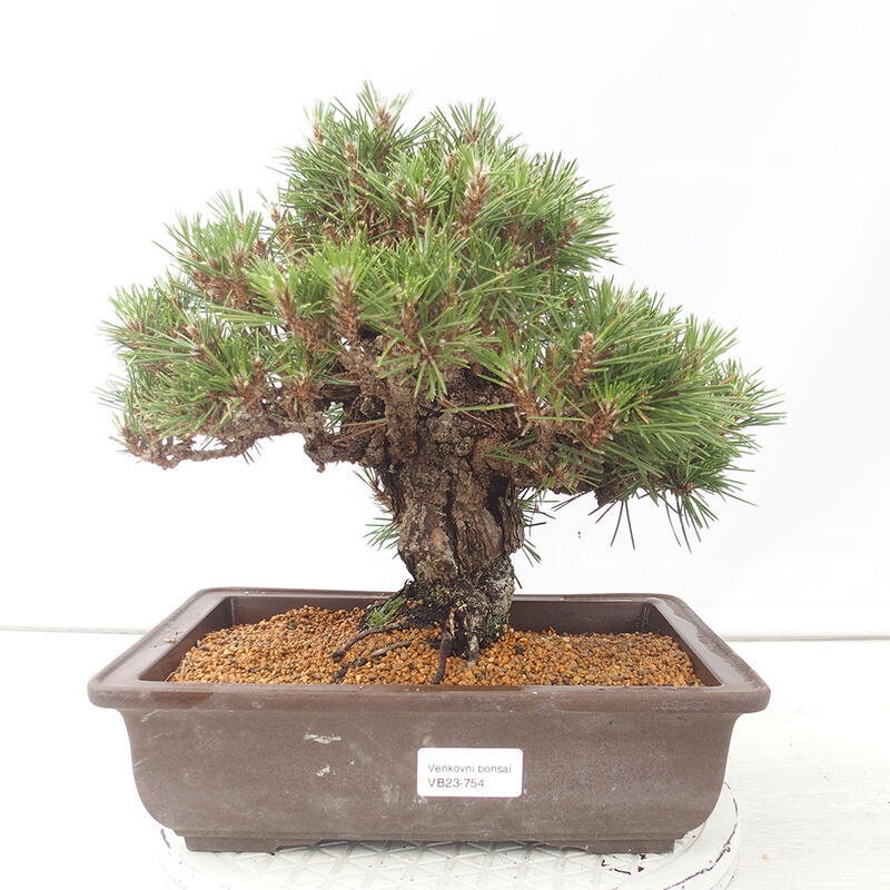 Bonsai ogrodowe - Pinus thunbergii - Sosna Thunberg