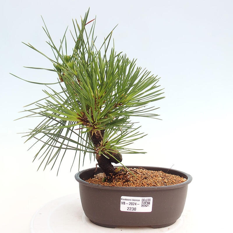 Bonsai ogrodowe - Pinus thunbergii - Sosna Thunbergia