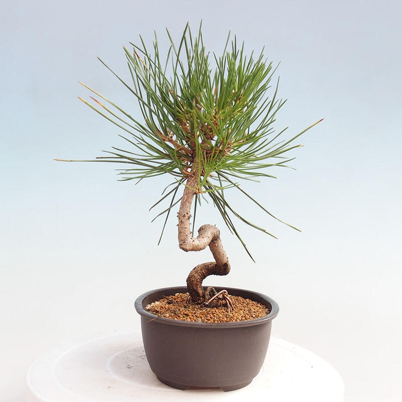 Bonsai ogrodowe - Pinus thunbergii - Sosna Thunbergia