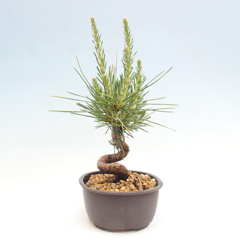 Bonsai ogrodowe - Pinus thunbergii - Sosna Thunbergia