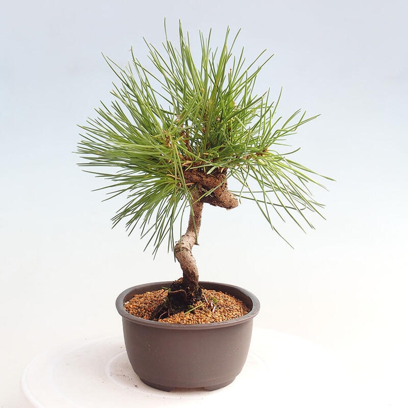 Bonsai ogrodowe - Pinus thunbergii - Sosna Thunbergia