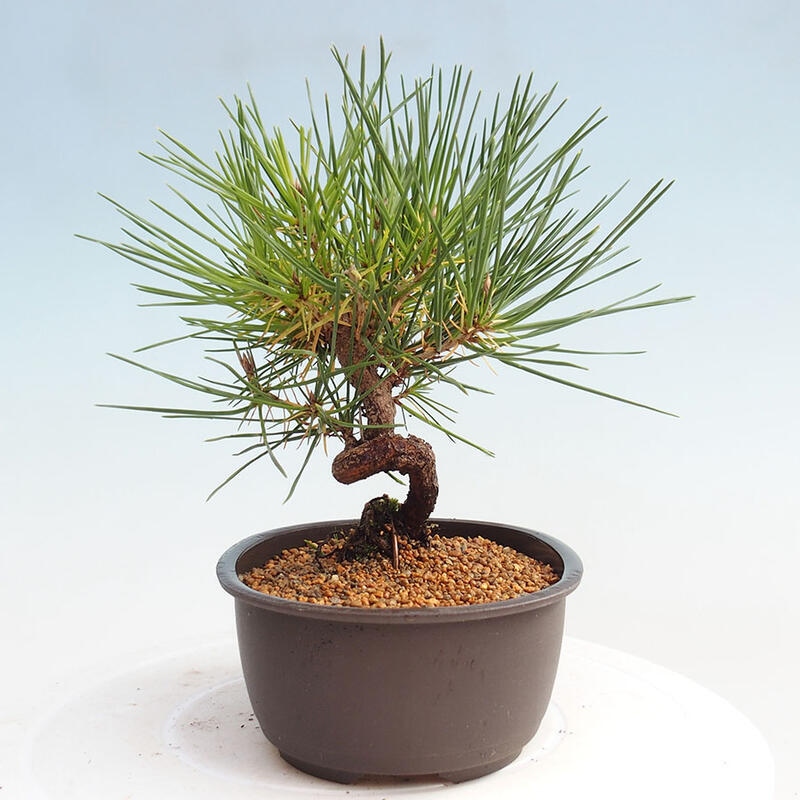 Bonsai ogrodowe - Pinus thunbergii - Sosna Thunbergia