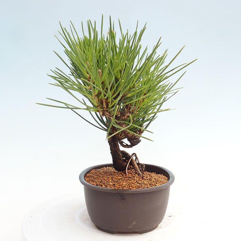 Bonsai ogrodowe - Pinus thunbergii - Sosna Thunbergia