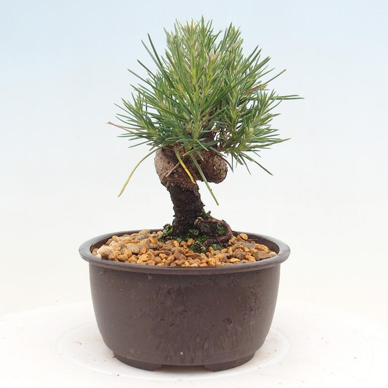 Bonsai ogrodowe - Pinus thunbergii - Sosna Thunbergia