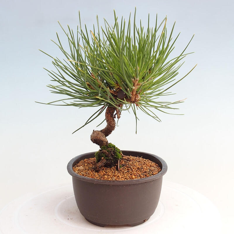 Bonsai ogrodowe - Pinus thunbergii - Sosna Thunbergia