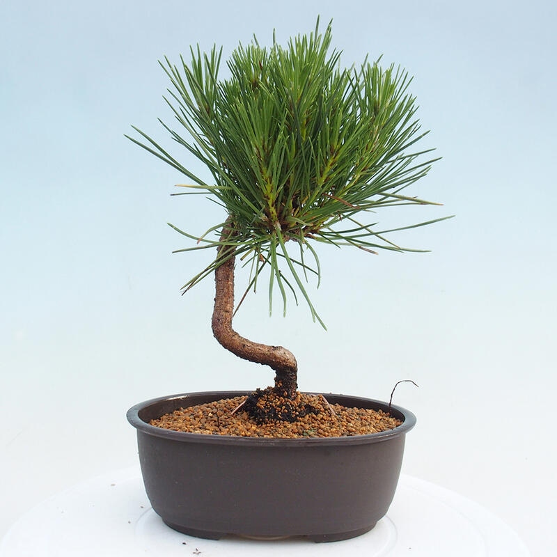 Bonsai ogrodowe - Pinus thunbergii - Sosna Thunbergia