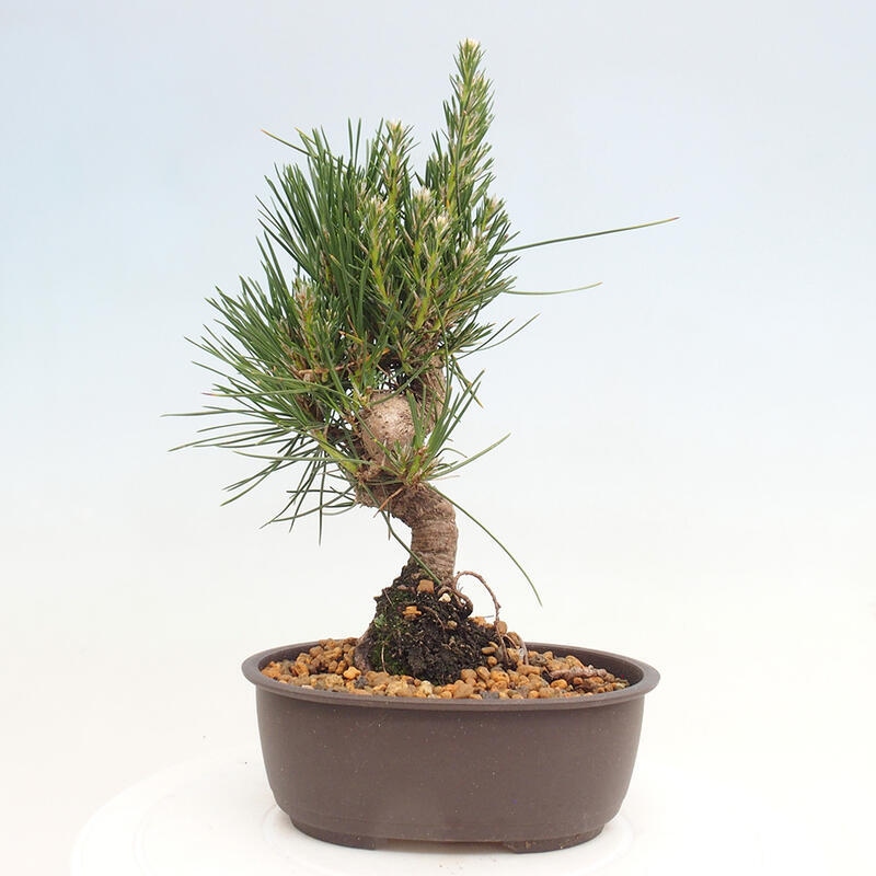 Bonsai ogrodowe - Pinus thunbergii - Sosna Thunbergia