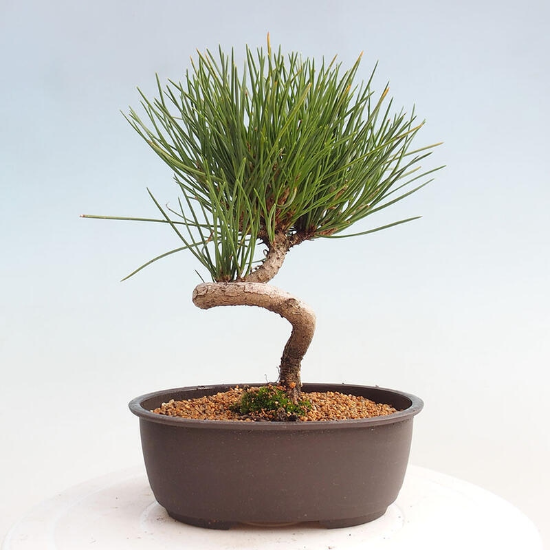 Bonsai ogrodowe - Pinus thunbergii - Sosna Thunbergia