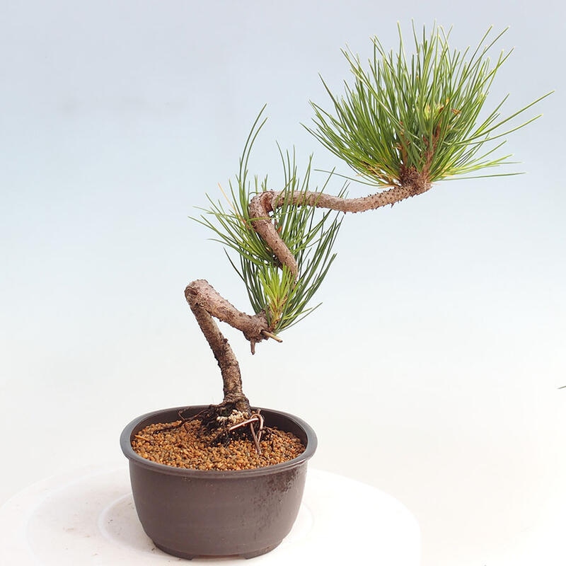 Bonsai ogrodowe - Pinus thunbergii - Sosna Thunbergia