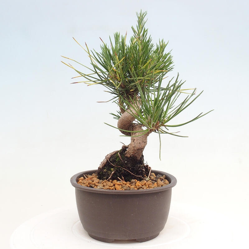 Bonsai ogrodowe - Pinus thunbergii - Sosna Thunbergia