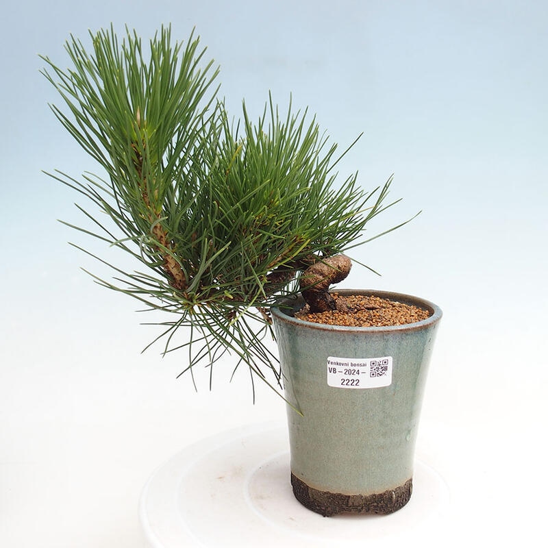 Bonsai ogrodowe - Pinus thunbergii - Sosna Thunbergia