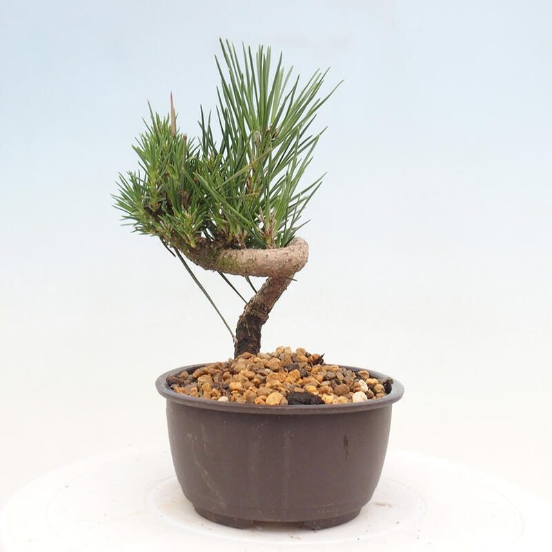 Bonsai ogrodowe - Pinus thunbergii - Sosna Thunbergia