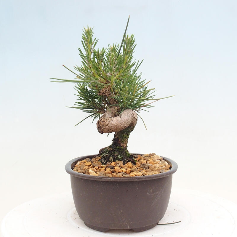 Bonsai ogrodowe - Pinus thunbergii - Sosna Thunbergia