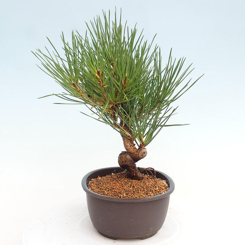 Bonsai ogrodowe - Pinus thunbergii - Sosna Thunbergia