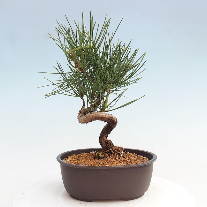 Bonsai ogrodowe - Pinus thunbergii - Sosna Thunbergia