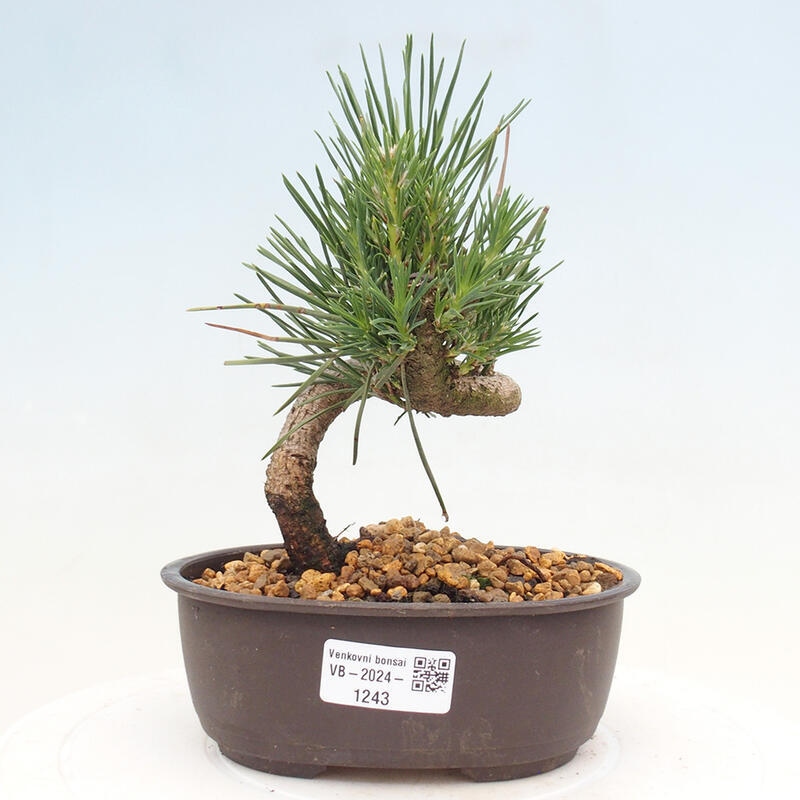 Bonsai ogrodowe - Pinus thunbergii - Sosna Thunbergia