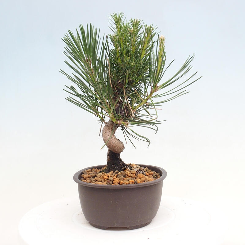 Bonsai ogrodowe - Pinus thunbergii - Sosna Thunbergia