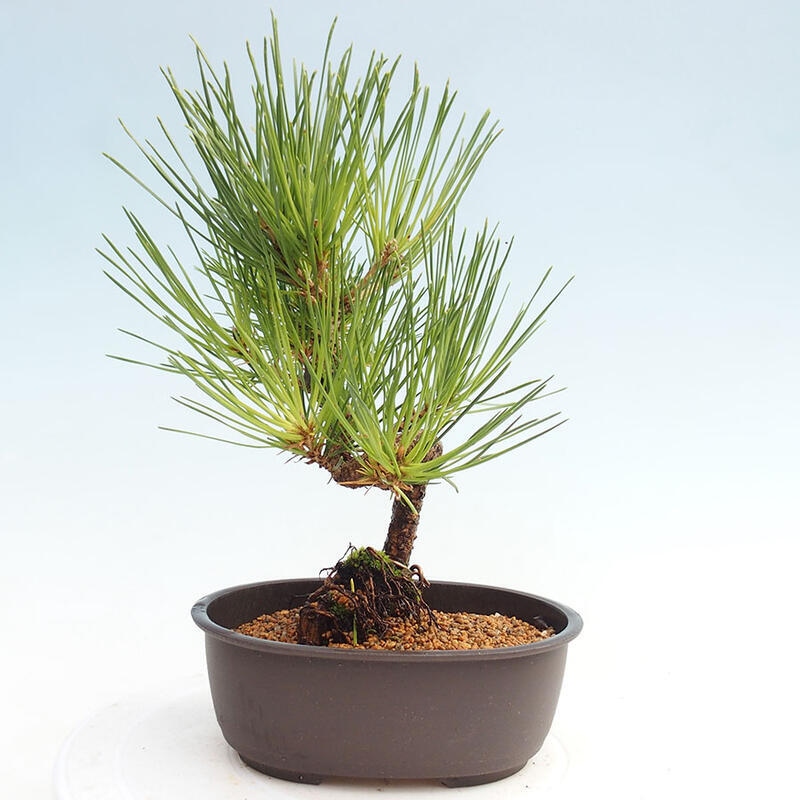 Bonsai ogrodowe - Pinus thunbergii - Sosna Thunbergia