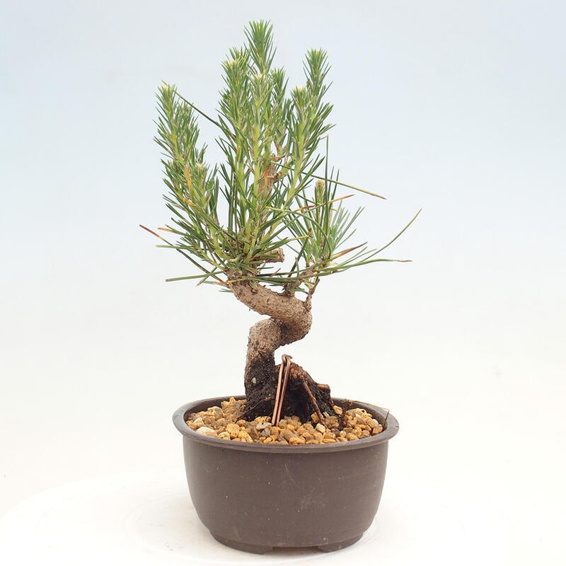 Bonsai ogrodowe - Pinus thunbergii - Sosna Thunbergia