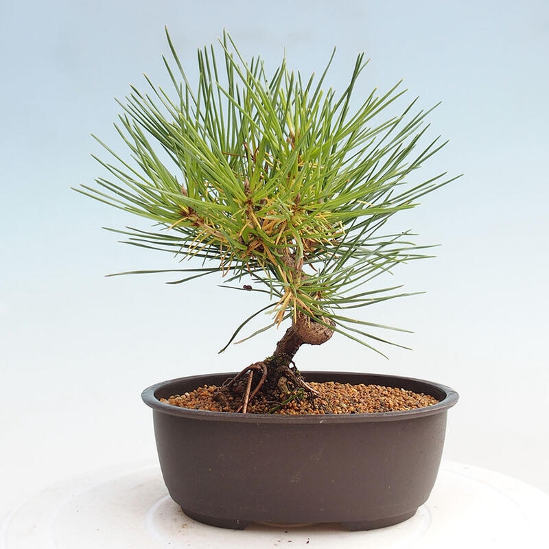 Bonsai ogrodowe - Pinus thunbergii - Sosna Thunbergia