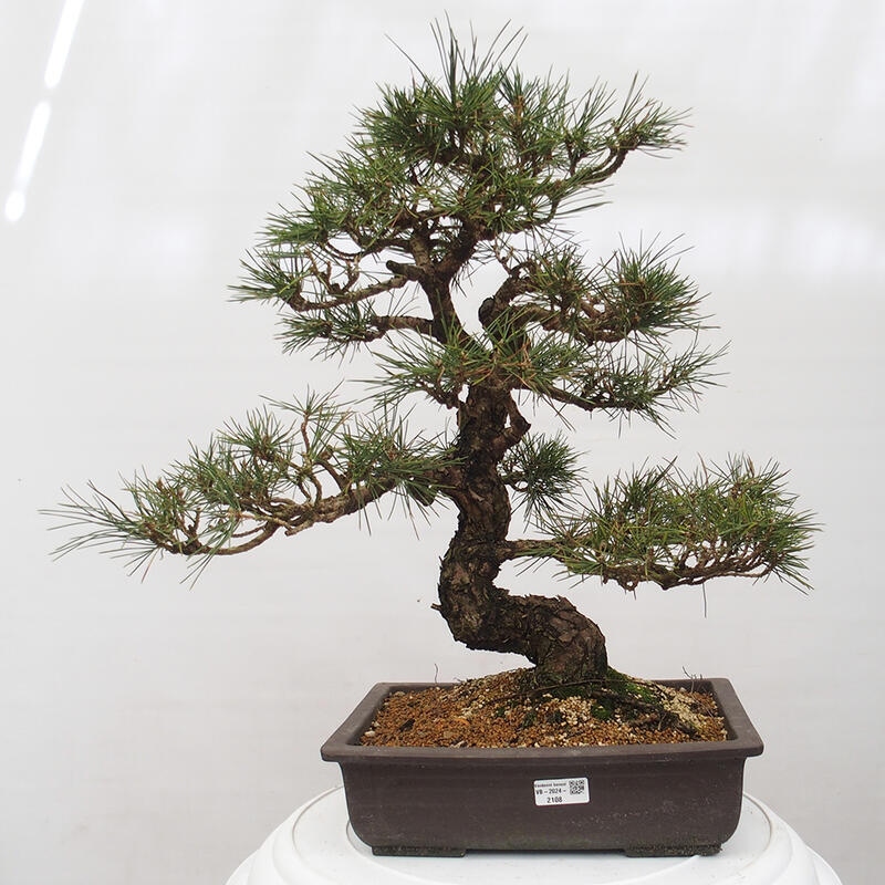 Bonsai ogrodowe - Pinus thunbergii - Sosna Thunberg