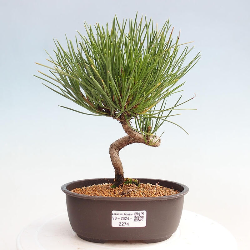 Bonsai ogrodowe - Pinus thunbergii - Sosna Thunbergia