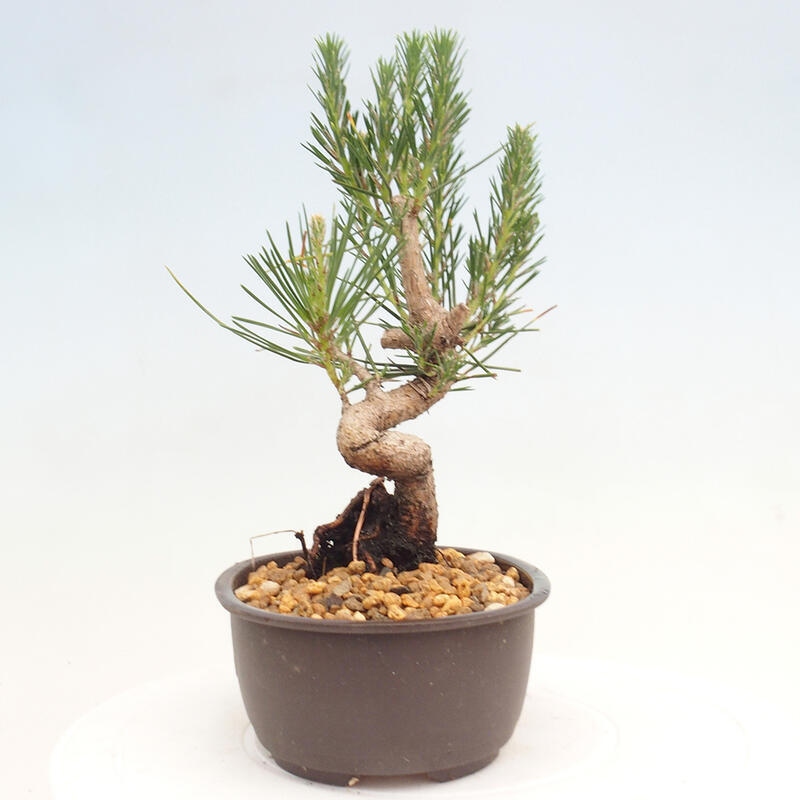 Bonsai ogrodowe - Pinus thunbergii - Sosna Thunbergia