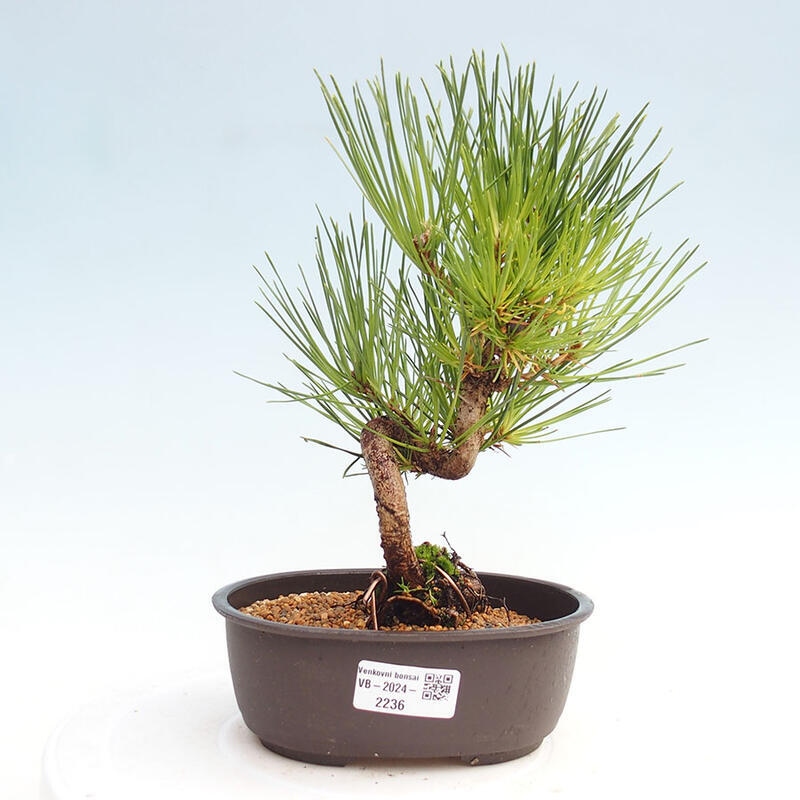 Bonsai ogrodowe - Pinus thunbergii - Sosna Thunbergia