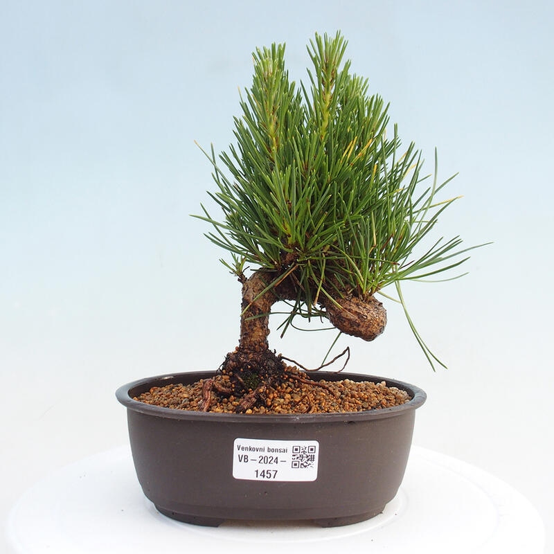 Bonsai ogrodowe - Pinus thunbergii - Sosna Thunbergia