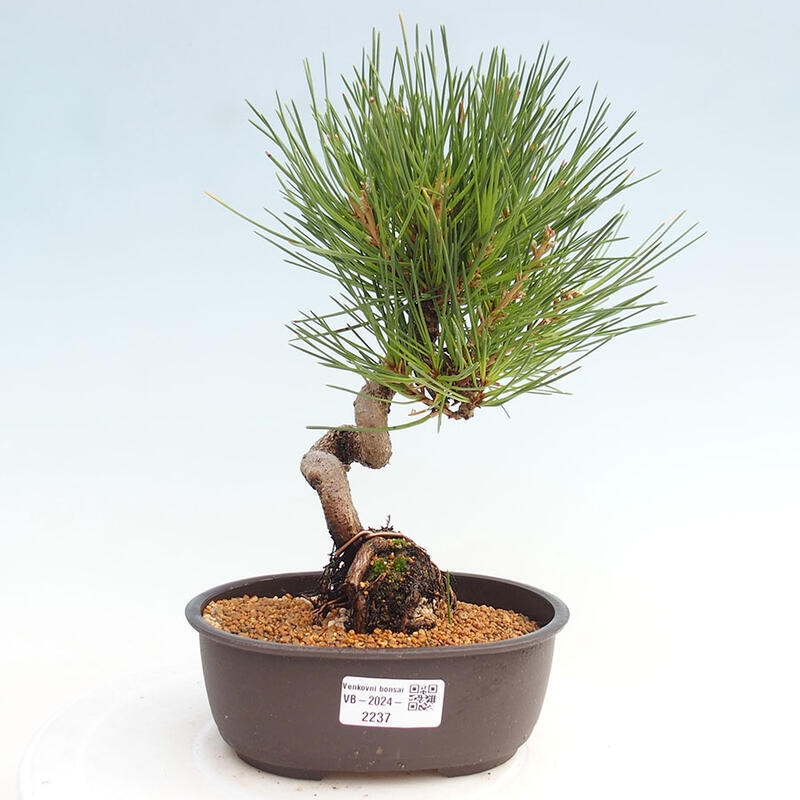 Bonsai ogrodowe - Pinus thunbergii - Sosna Thunbergia