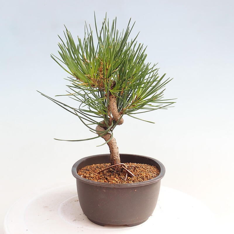 Bonsai ogrodowe - Pinus thunbergii - Sosna Thunbergia