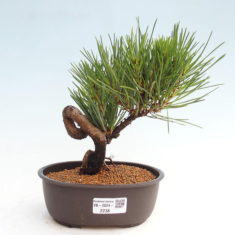 Bonsai ogrodowe - Pinus thunbergii - Sosna Thunbergia