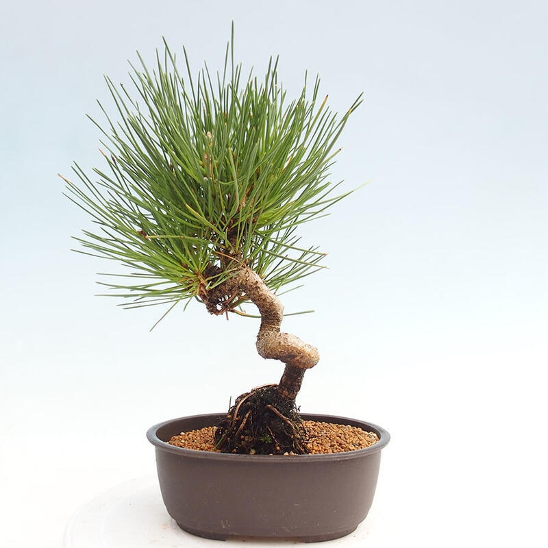 Bonsai ogrodowe - Pinus thunbergii - Sosna Thunbergia