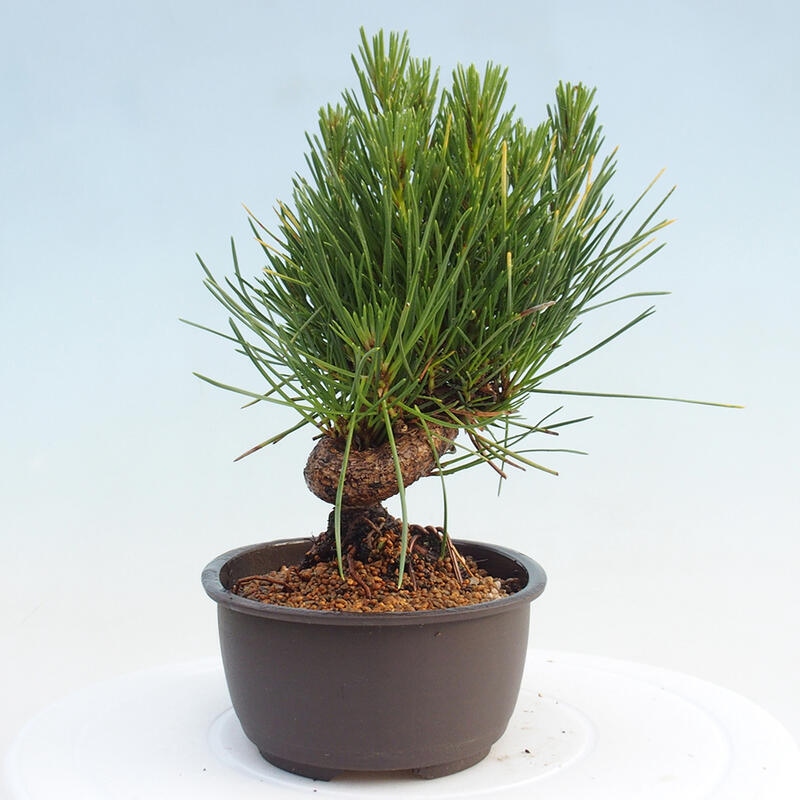 Bonsai ogrodowe - Pinus thunbergii - Sosna Thunbergia