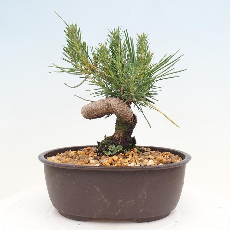 Bonsai ogrodowe - Pinus thunbergii - Sosna Thunbergia