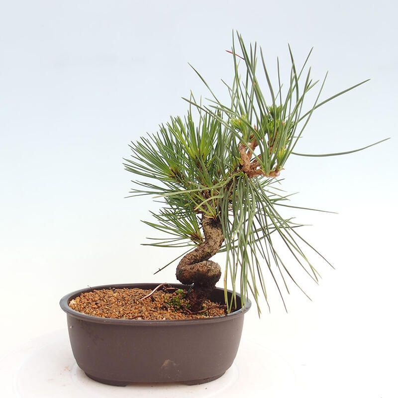 Bonsai ogrodowe - Pinus thunbergii - Sosna Thunbergia