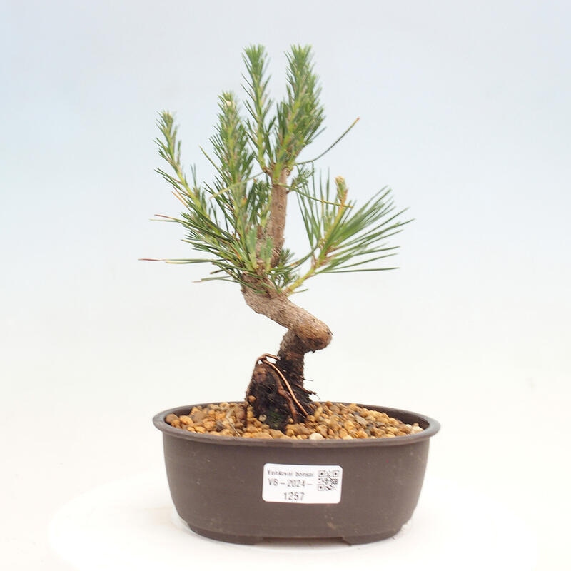 Bonsai ogrodowe - Pinus thunbergii - Sosna Thunbergia