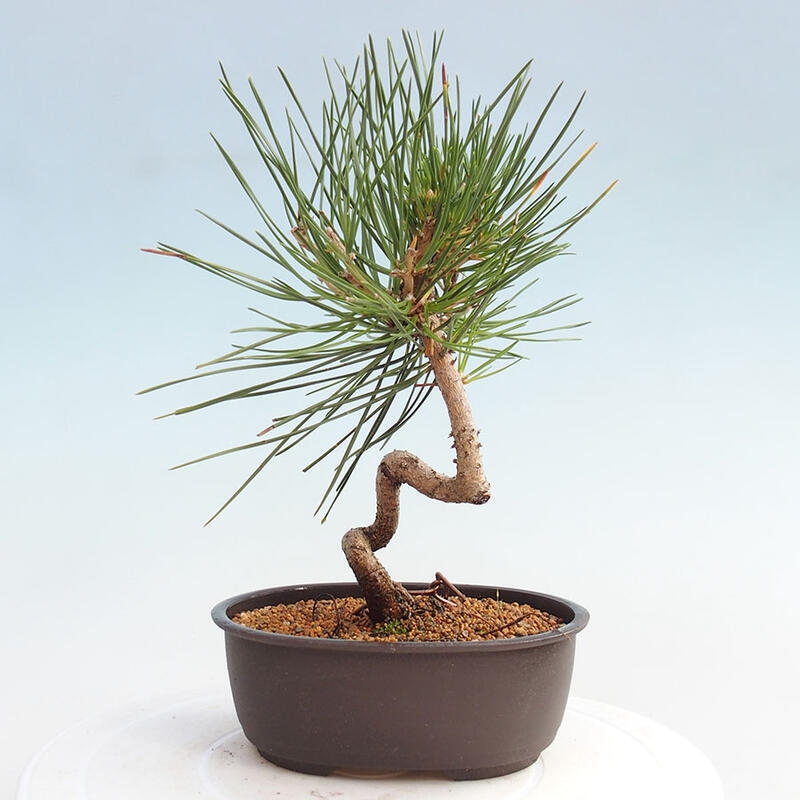 Bonsai ogrodowe - Pinus thunbergii - Sosna Thunbergia