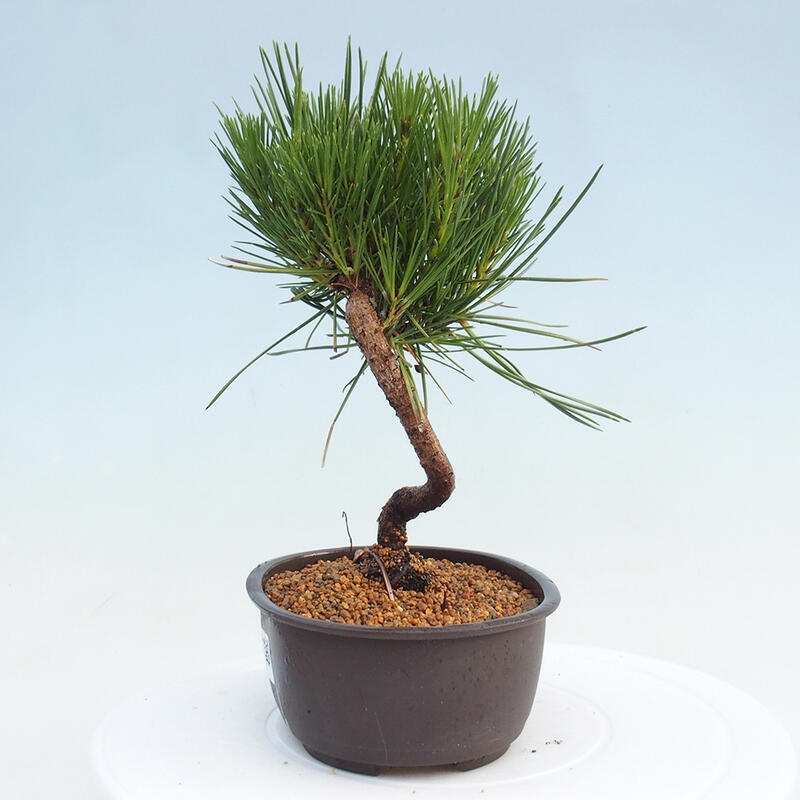 Bonsai ogrodowe - Pinus thunbergii - Sosna Thunbergia