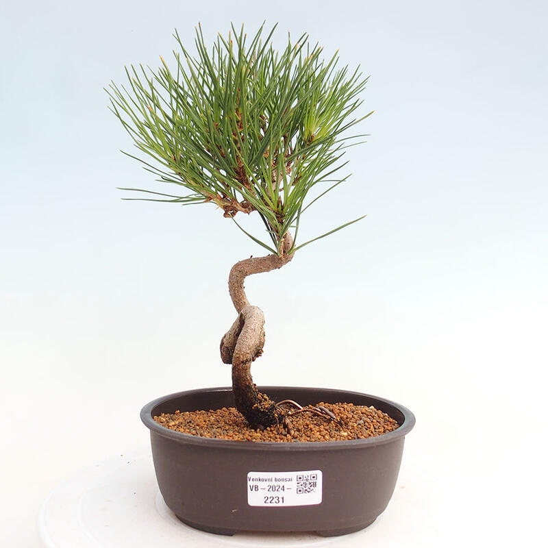 Bonsai ogrodowe - Pinus thunbergii - Sosna Thunbergia