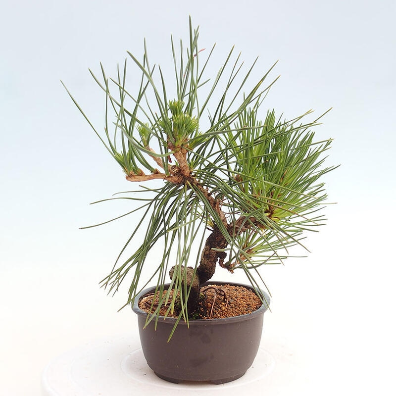 Bonsai ogrodowe - Pinus thunbergii - Sosna Thunbergia