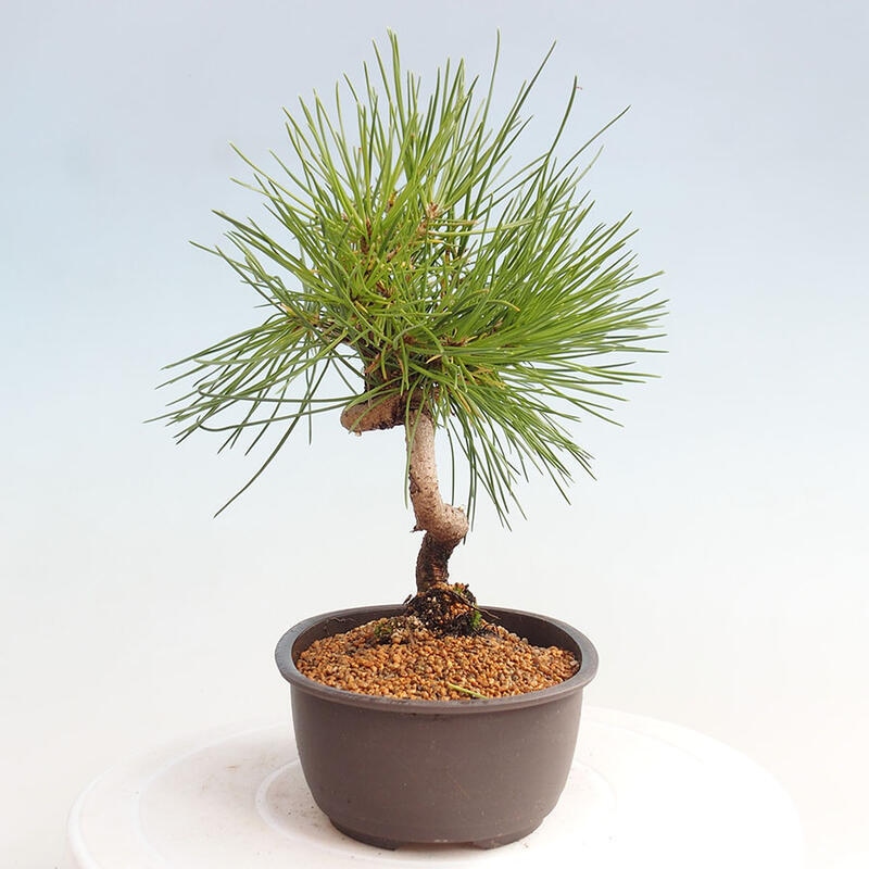 Bonsai ogrodowe - Pinus thunbergii - Sosna Thunbergia