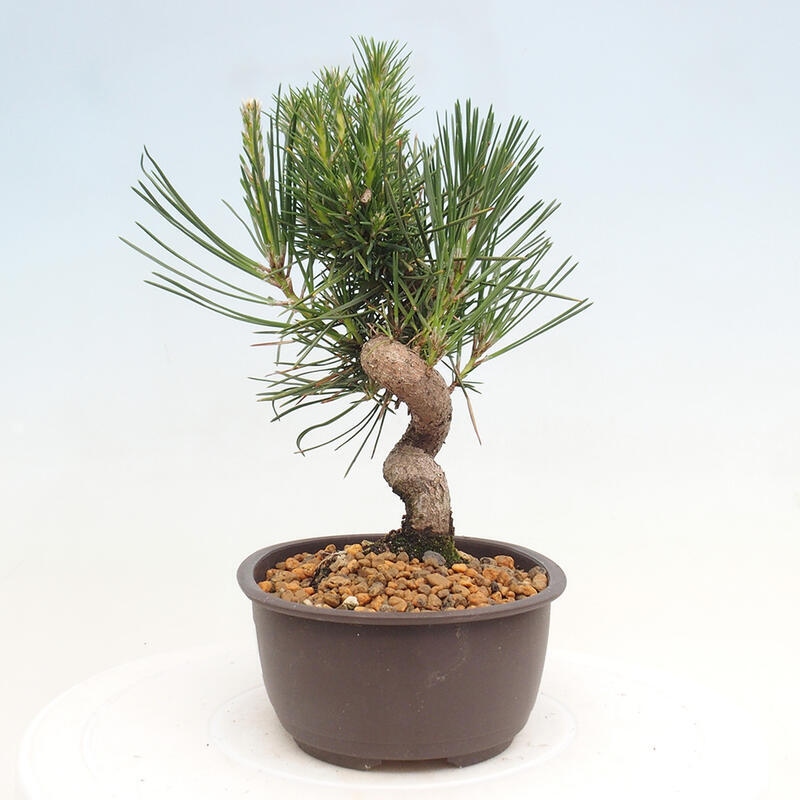 Bonsai ogrodowe - Pinus thunbergii - Sosna Thunbergia