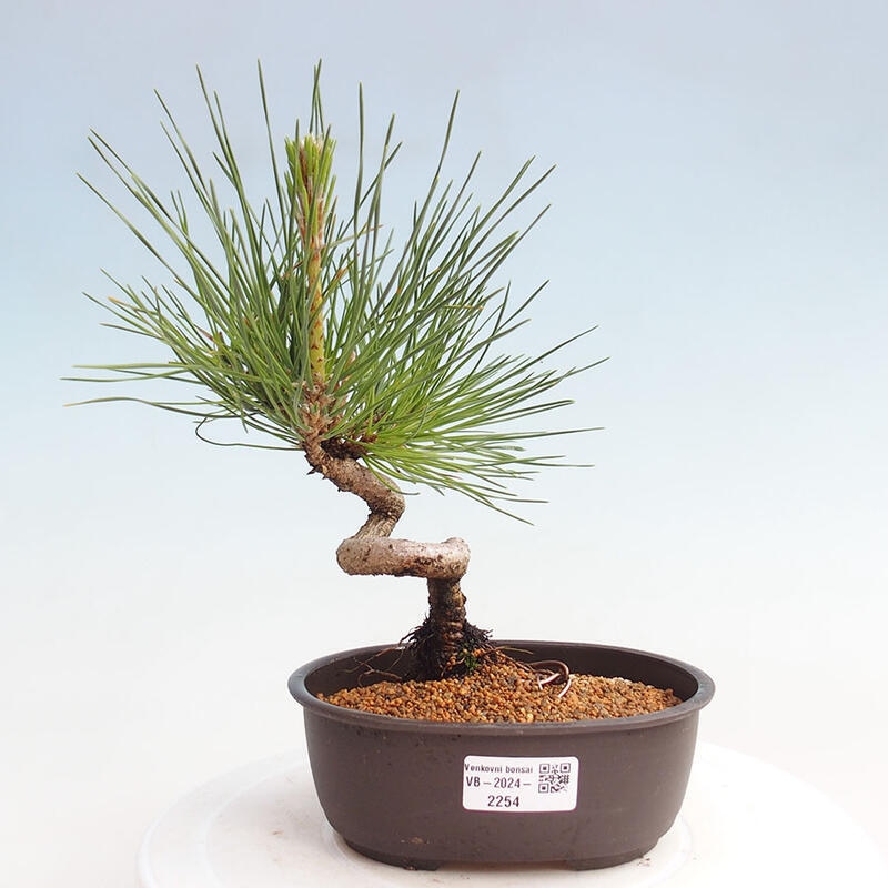 Bonsai ogrodowe - Pinus thunbergii - Sosna Thunbergia