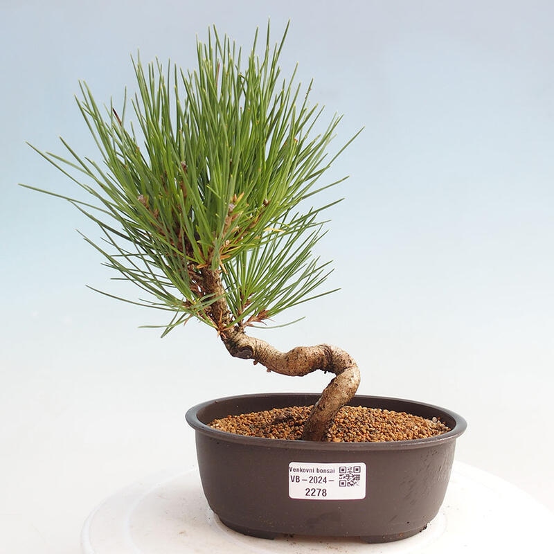 Bonsai ogrodowe - Pinus thunbergii - Sosna Thunbergia