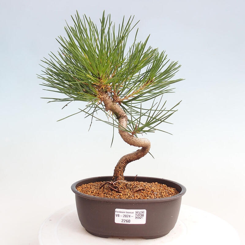 Bonsai ogrodowe - Pinus thunbergii - Sosna Thunbergia