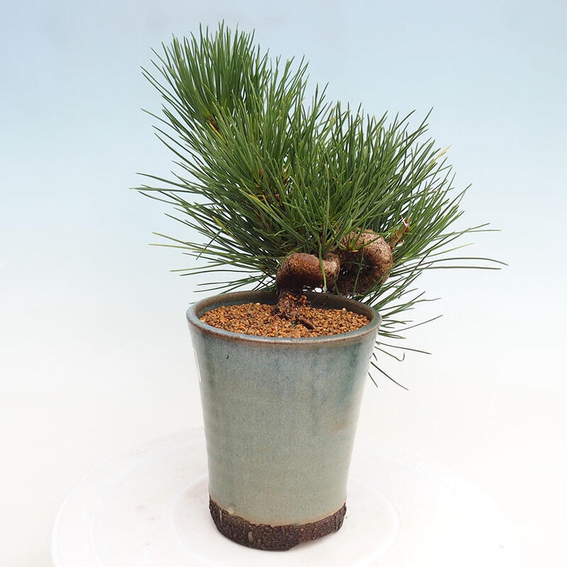 Bonsai ogrodowe - Pinus thunbergii - Sosna Thunbergia